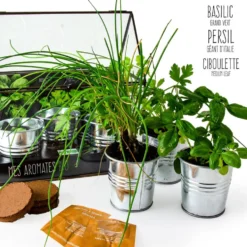 Kit de cultivo invernadero cristal aromáticas bio con 3 macetas metal