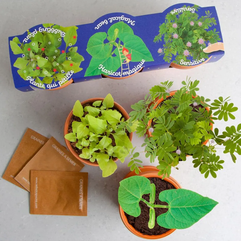 Kit de cultivo plantas mágicas set 3 macetas.