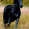 LEVEL 2: BLACK BEAUTY BOOK AND MP3 PACK