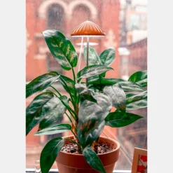 Luz de cultivo en forma de seta