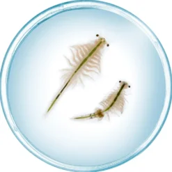 Set de cultivo criaturas marinas Saltwater creatures