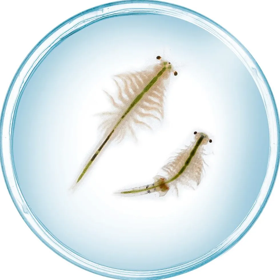 Set de cultivo criaturas marinas Saltwater creatures