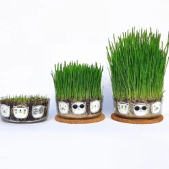 Set de cultivo de hierba gatera