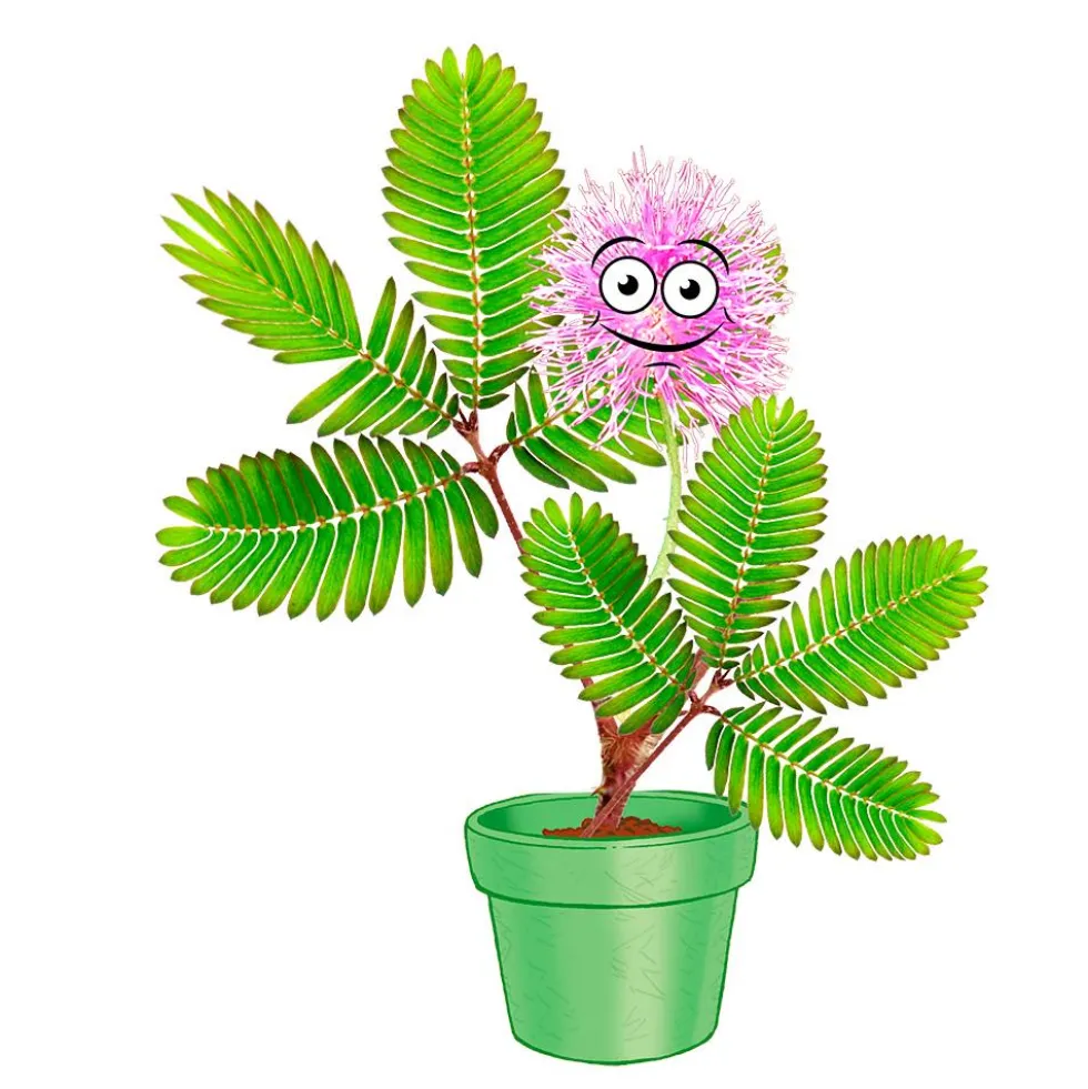 Set de cultivo Mimosa garden