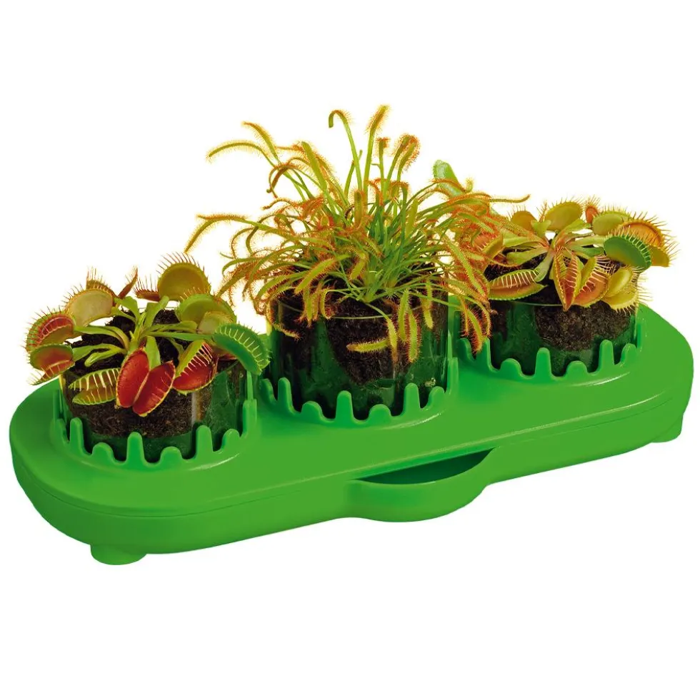 Set de cultivo planta carnívora Venus flytrap