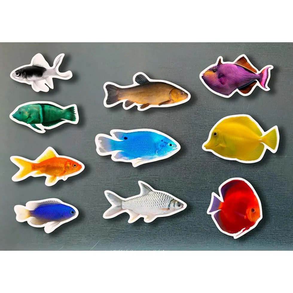 Set peces de colores magnéticos 10 piezas