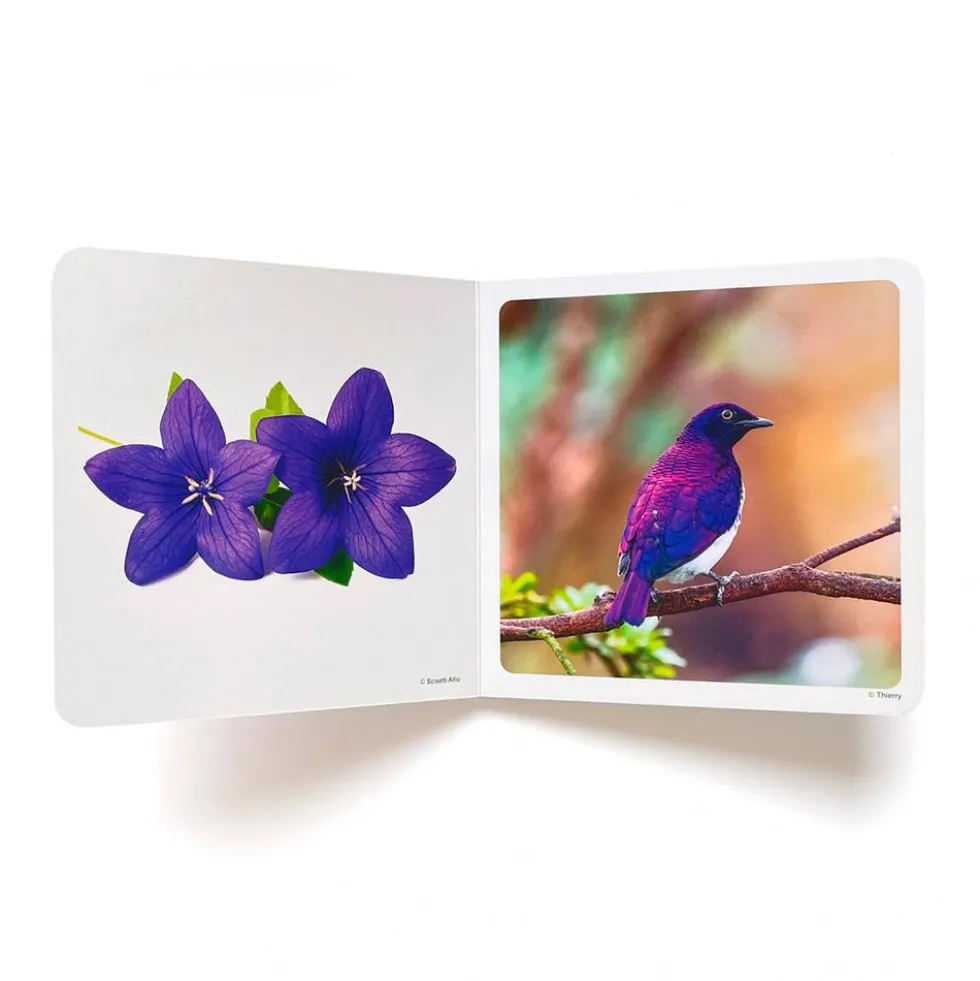 Violeta