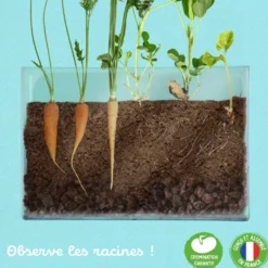 Vivarium kit de cultivo y observación de raíces
